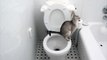 funny cat compilation - Cats know restroom toilet