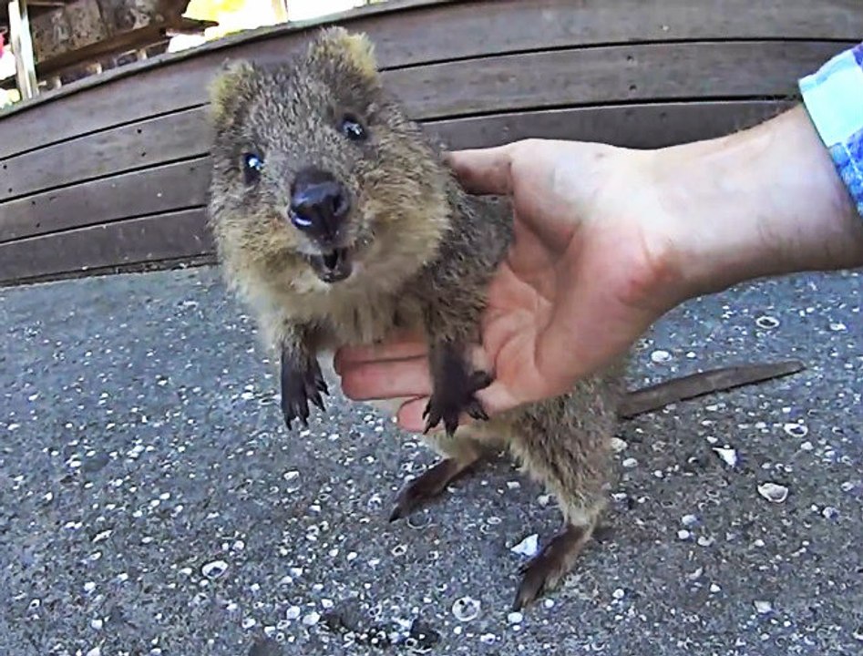 Quokka Hayvanı