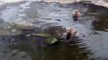 Japanese macaques looking for food in their onsen
