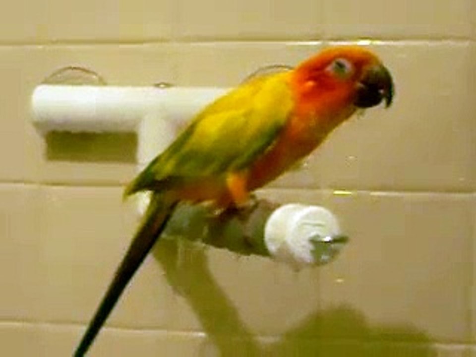Sun Conure taking a shower