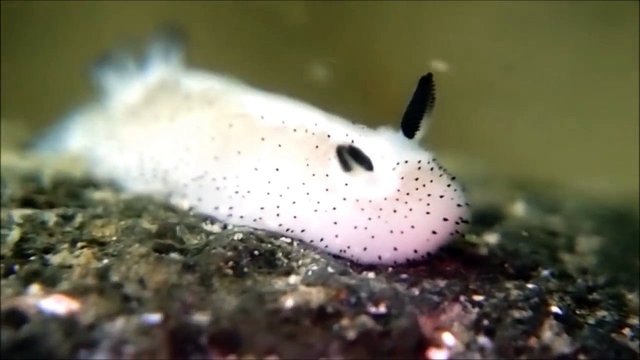 Limaces de mer en forme de lapin