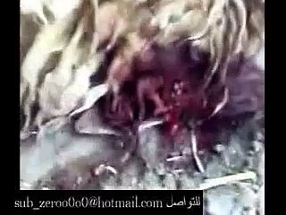 صيد ذيب  او ذئب في مزرعه عراقيه بعد ما قتل خرفانهم