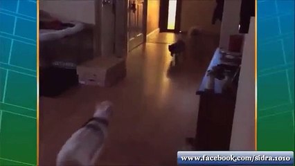 Cats vedio
