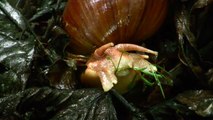 Giant Land Snail Devours Sappling in the Amazon