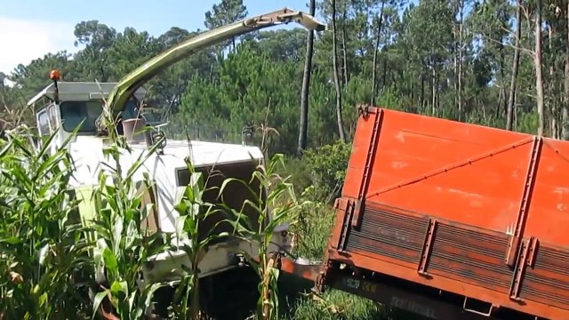 Claas Jaguar 675 Silagem de Milho / Corn Silage 2014 Gemeses / Portugal