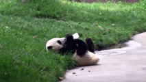 Cute panda drinking milk in Chengdu China