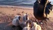 Black swan cygnets first month at Progress Jetty Gippsland Lakes.