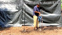 Plant a Bald Cypress Tree, Fast Growing Shade Tree
