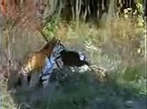 Siberian Tigers run 50 mph through snow.