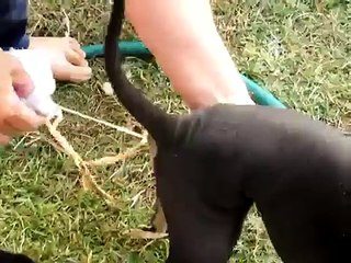 Lorsqu'une Femme Retire un Interminable Ver Solitaire de son Chien