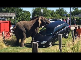 OMG!!! Elephant gone crazy in the public