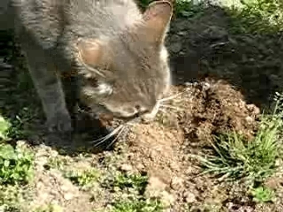 CacaSIMBA