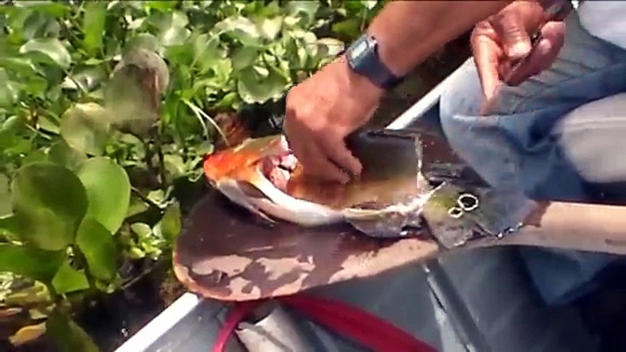 Fishing the wild Amazon