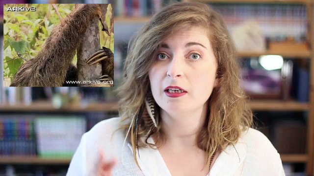Comment les paresseux ont-ils survécu à l'évolution? | Questions I