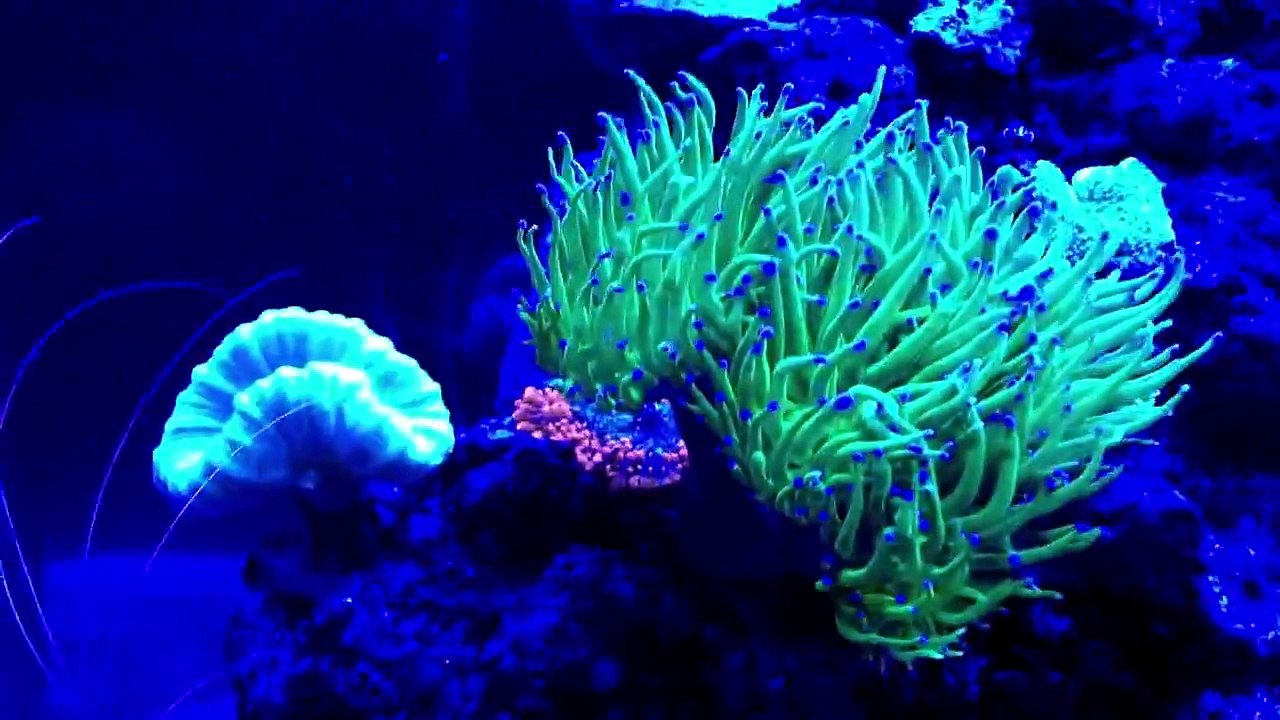 My Friends Reef On CREE LED
