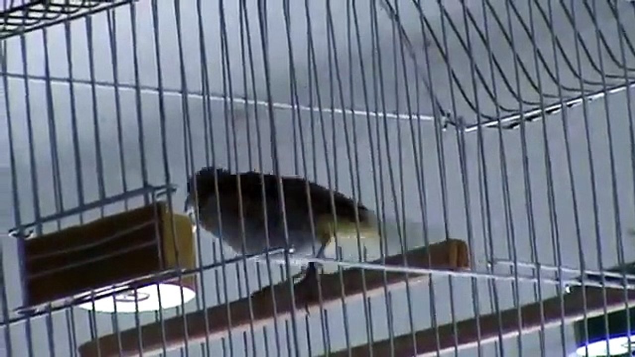 CANARIO "MONGUITO".