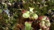 my carnivorous plants: sundew and venus flytrap