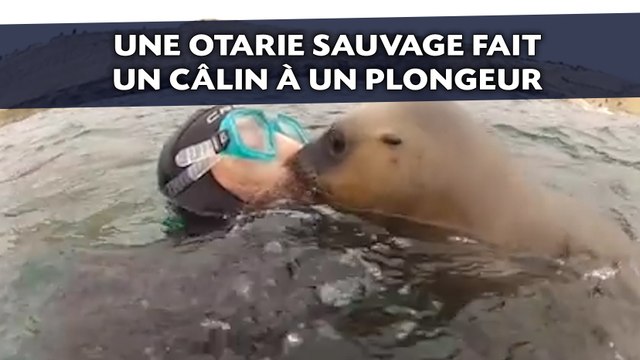 Une otarie sauvage fait un câlin à un plongeur