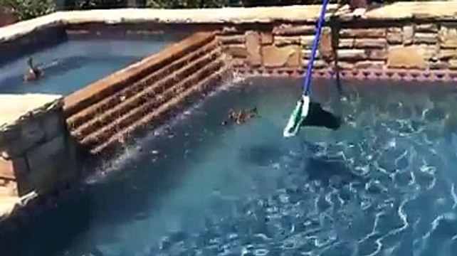 Baby ducks trapped in pool mommy duck couldn't get them out Nice people rescue them