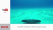 Une GoPro sur l'aileron d'un requin-marteau - Le zapping insolite