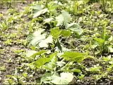 Hands on Gardening - Cucumber Beetle