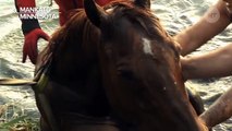 Horse Almost Gets Swallowed By Sinkhole