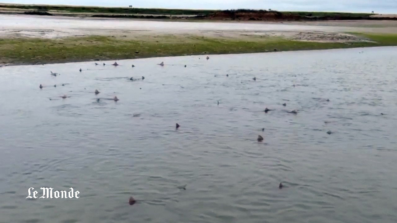 Une nuée de requins sur une plage anglaise