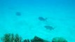 Coral trout spawning at Lizard Island, Great Barrier Reef