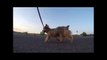 GoPro: Dog Running In Slow-Motion 