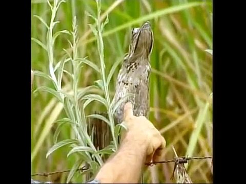 Urutau Mãe da Lua EPTV com Notícias Terra da Gente