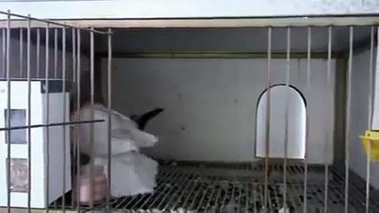 Buchón Jiennense 12º EL MORRITOS