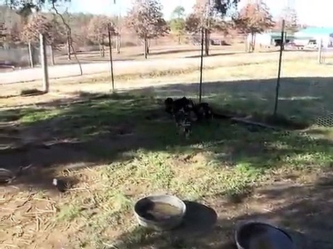Peggy Pups Sight Chasing Rabbits @ 9 weeks old