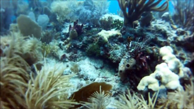 Snorkeling Looe Key 08/11