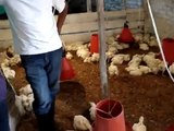 Proyecto - Mejoramiento Tecnico de Unidades Avicolas, Pollos de engorde. Vda Urubamba, Timbio, Cauca