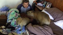 Cutest Capybara Romeo Enjoys Ignoring Marvin かわいいカピバラロメオはわんぱくを楽しむ