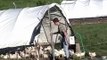 Free-Range Chickens Going Out to Pasture at Jehovah-Jireh Farm