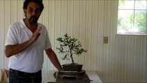 bonsai with Merv  Juniper 2015