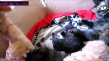 tmp 6934 Baby Kittens Playing With Each Other!!!!!So Freakin Cute!!!!They need kisses!!!! new1932491