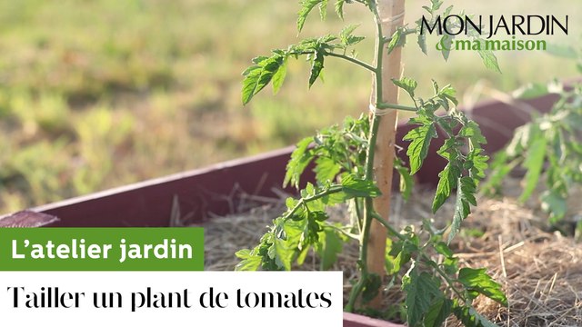 Comment tailler un plant de tomates ?
