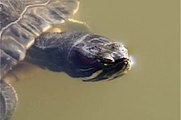 巴西龜 Red-Eared Slider 下潛 Trachemys scripta elegans