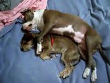 a pit bull and a mini schnauzer take a nap
