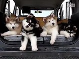 Alaskan Malamute Puppy Dogs move head and dance with the music!