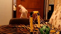 Cockatoo Bird Scores A Goal and Celebrates Like A Champ