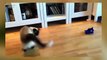 Funny Videos   Funny Cat Funny Dog   Funny Cats Videos   Funny Dogs Videos   Funny Cats and Dogs