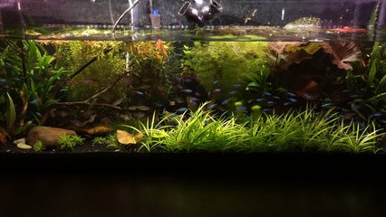 Rain Simulation in Aquarium