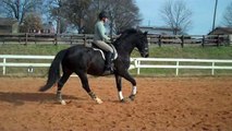 Trot/Canter. Timing of the Rider's lower leg. Week 2. Moving the haunches. Dressage