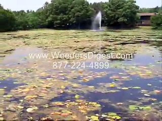 Blue Green Algae Pond Aeration Pond Airation Pond Aration Pond Aeration