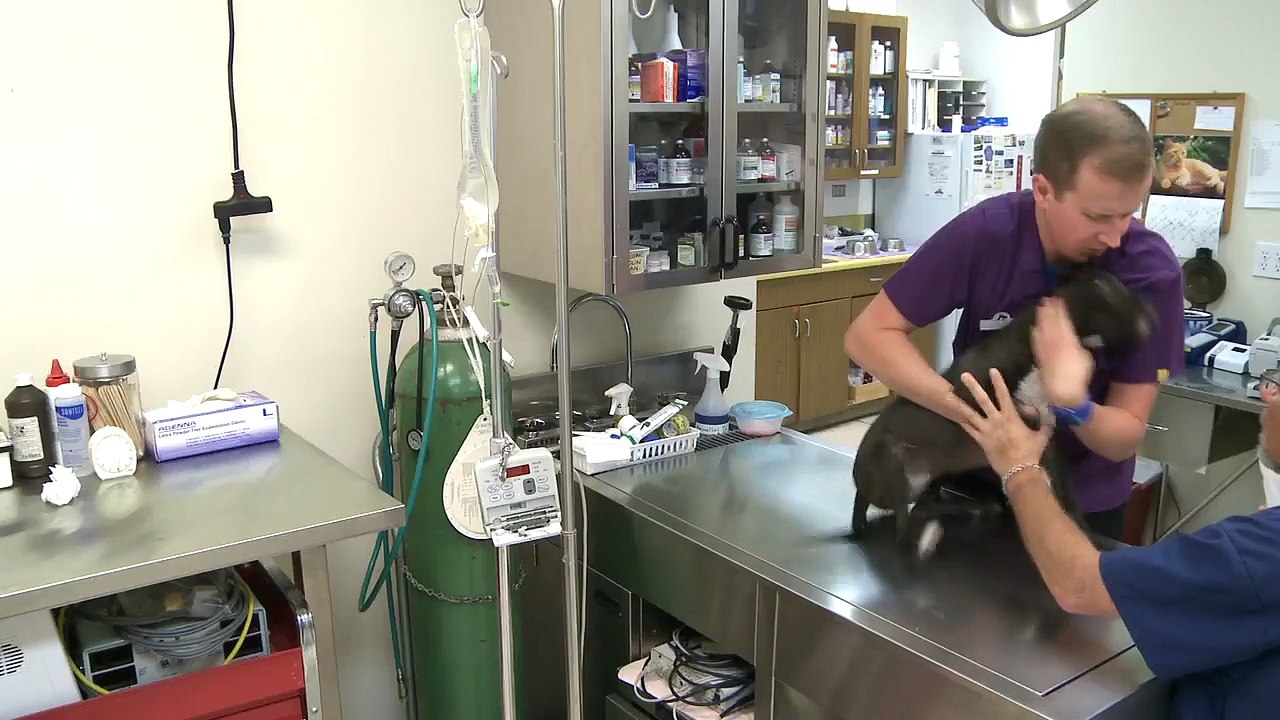 Welcome to La Concepcion Animal Hospital