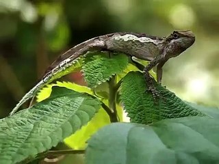 E-PL1錄影檔-攀木蜥蜴