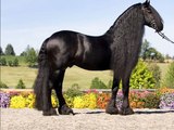 Le Frison le plus beau cheval du monde